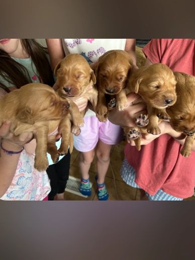 Four adorable golden retriever puppies held by children.