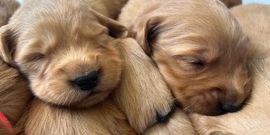 Two adorable golden retriever puppies sleeping closely together.