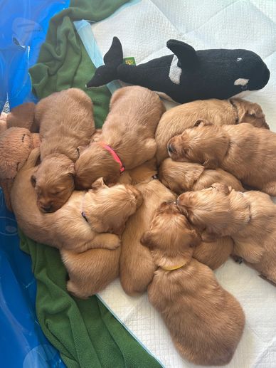 A litter of golden retriever puppies sleeping together on a blanket.