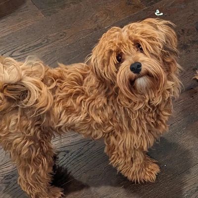 Curly-haired small dog standing on a wooden floor, looking up with curious eyes.