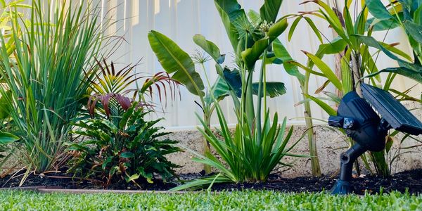Freshly cut lawn
