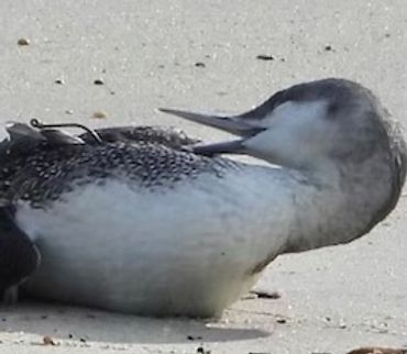 Red throated loon that was entangled in fishing line and had a hook through its wing. 