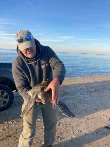 Cold stunned turtle on nantucket, found by Blair Perkins and Rain Harbison on 11/21/22 and 12/09/23.