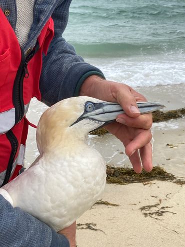 Gannet that’s was disentangled from fishing line. 