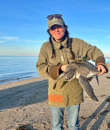 Cold stunned sea turtle found twice, one year apart, on the same beach. 