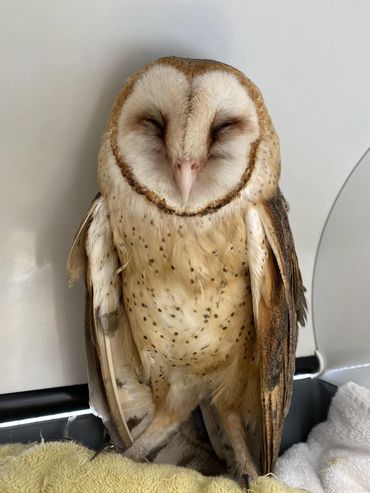 Barn owl that was poisoned by rodenticide. He was rehabbed at Cape Wildlife and released back on Nan