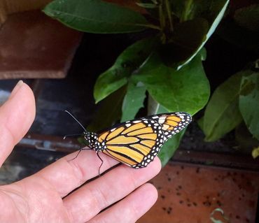 Monarch butterfly enjoying a pesticide free pollinator garden. 