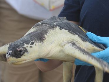Rescued cold stunned sea turtle. 