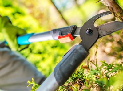 Tree Trimming