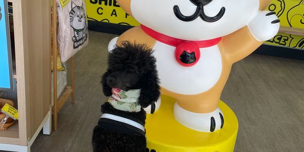 GCH CH Brienwoods Harley Quinn