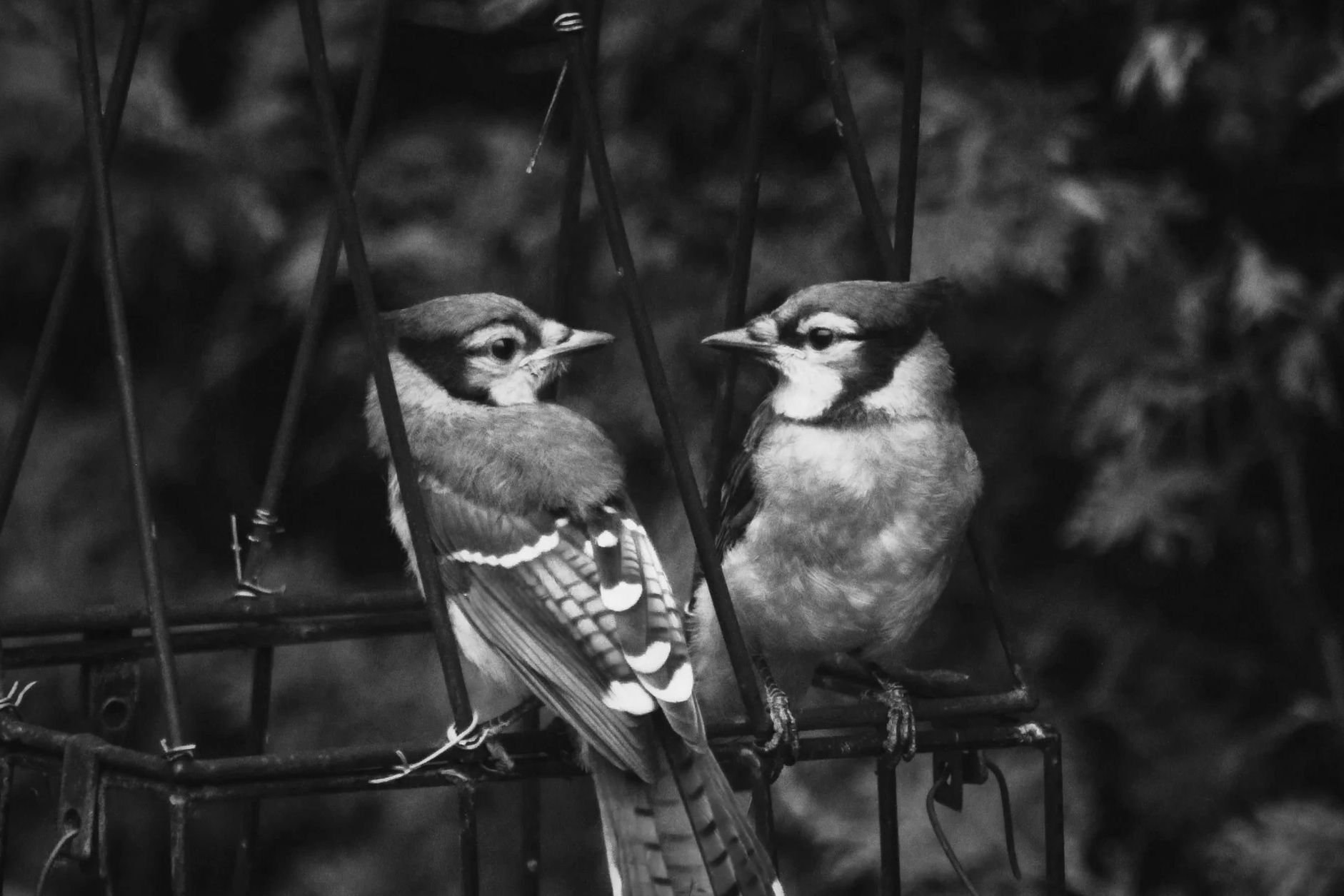 Couples Counselling Sparrow Counselling & Consulting