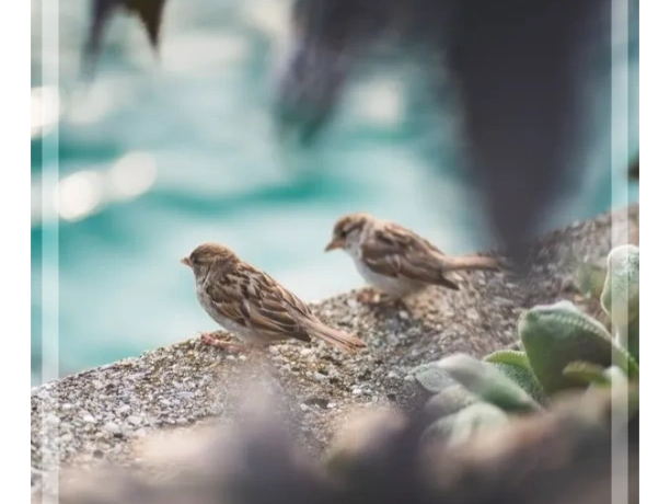 Couples Counselling Couples Therapy Marla Klinck Sparrow Counselling & Consulting