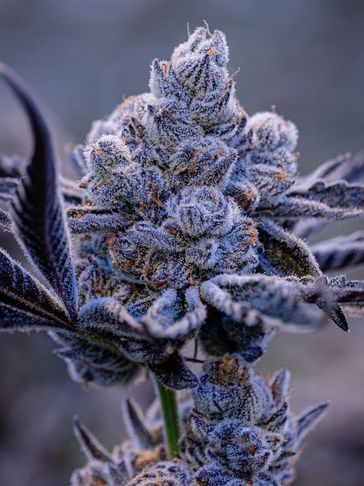POPPIN' FRESH
(Pavé X Gary Poppins)
Exotic Genetix 