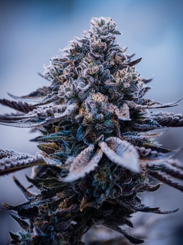 Thirst Trap (Super Lemon Haze X RS-11)