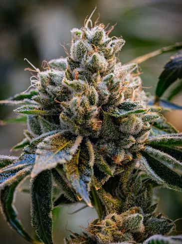 ULTIMATE OG
(HA OG X Triangle Kush)
Goat & Monkey Seeds