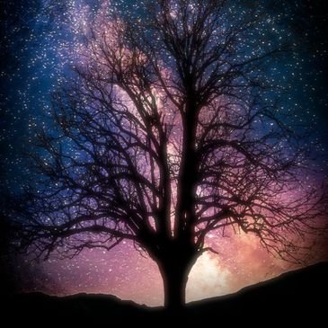 Silhouette of a tree under a vibrant starry night sky.