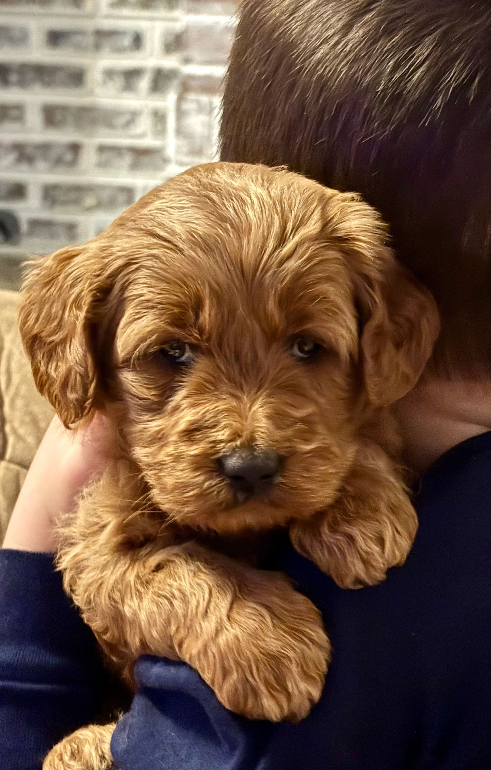 Puppies for Sale Perfect puppies Puppies for Sale Perfect puppies
