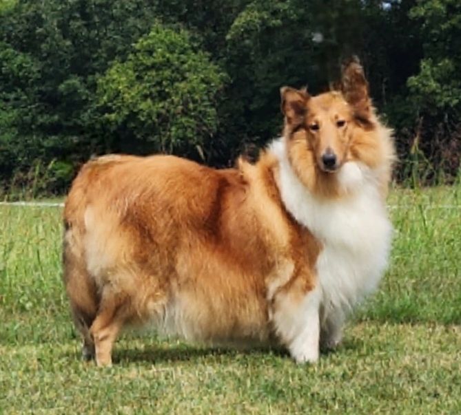 Collie for Sale: Lassie and the Birth of Modern Marketing – American Kennel  Club