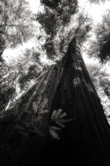 Land of The Redwoods, California