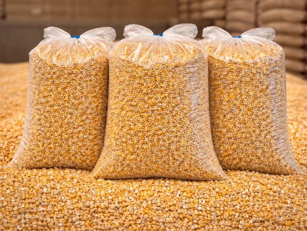 Three large plastic bags filled with corn kernels.