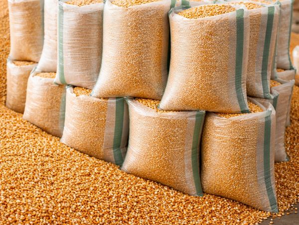 Bags filled with yellow corn kernels.