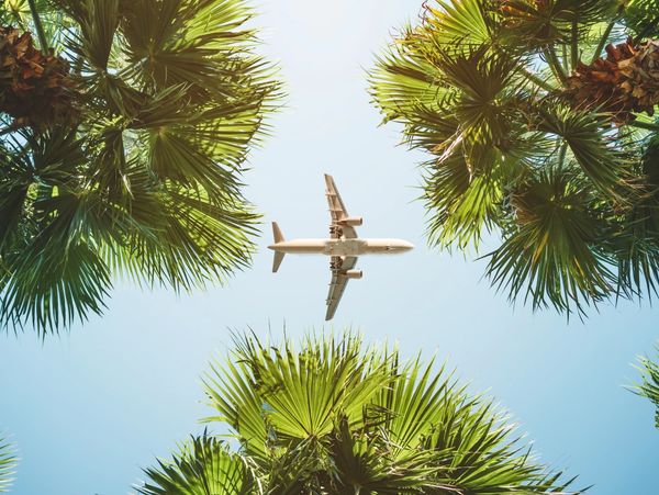 Airplane flying overhead between palm trees against a clear blue sky
