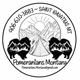 Pomeranians Montana 