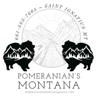 Pomeranians Montana 