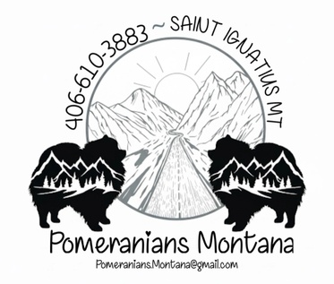 Pomeranians Montana 