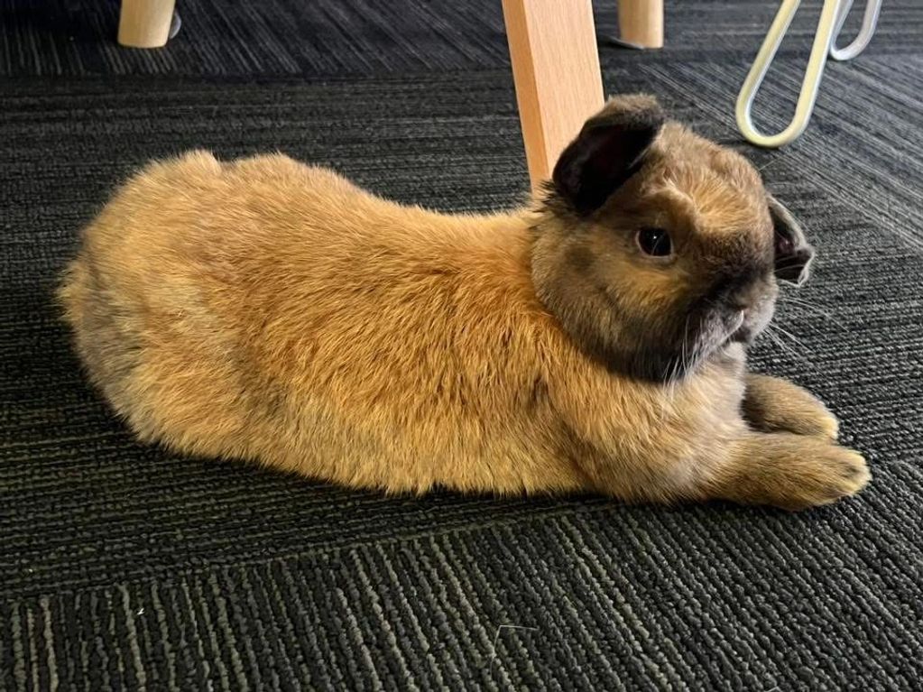 Meet Teddy