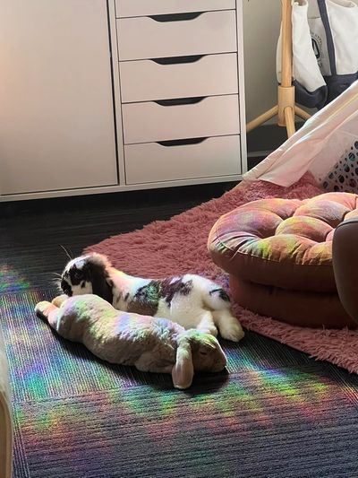 Rabbit lying next to a bunny-shaped pillow with rainbow light.