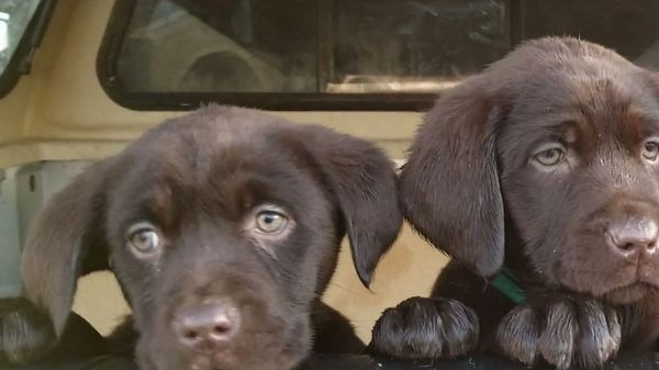 Two brown Labrador puppies looking curiously at the camera.