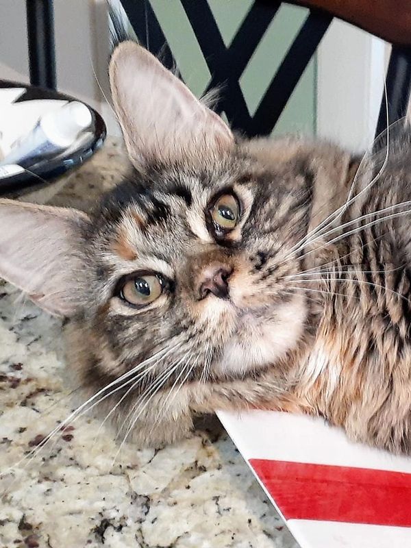 Close-up of a relaxed tabby cat lying on a countertop.