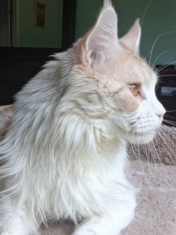 Red Silver and White Classic Tabby.