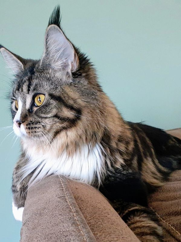 Majestic Maine Coon cat with striking yellow eyes gazes intently.