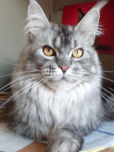 ABSCATZ DEAR PRUDENCE. BLACK SILVER CLASSIC TORBIE.