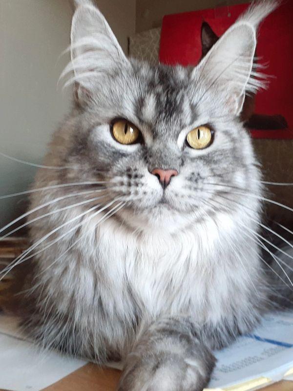 ABSCATZ DEAR PRUDENCE. BLACK SILVER CLASSIC TORBIE.