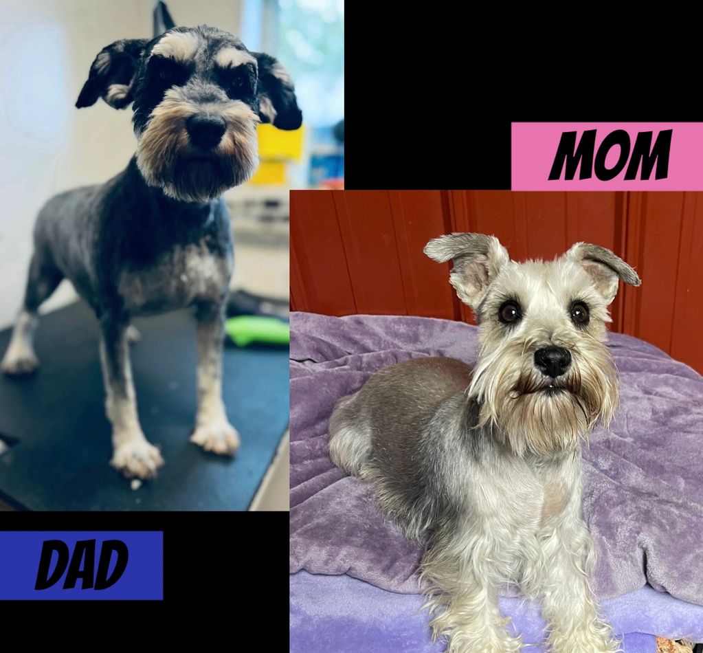 Two Schnauzer dogs labeled as 'Mom' and 'Dad' in a split image.