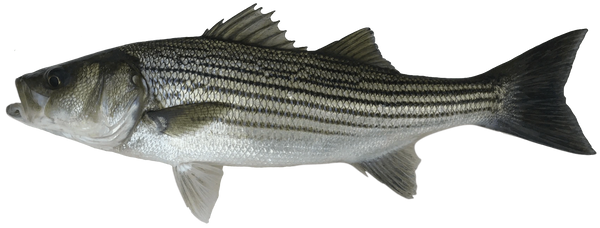 Chesapeake Fish Company