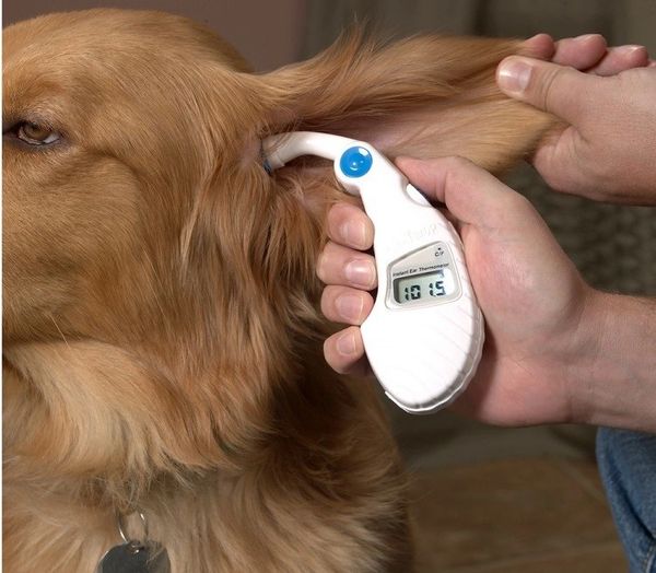 How We Monitor the Temperature in our RV to Protect Our Dogs from Excessive  Heat — Class C Broads