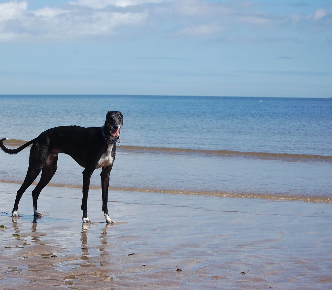 Presley on the Beach - Website Logo for Living with Pet Bereavement