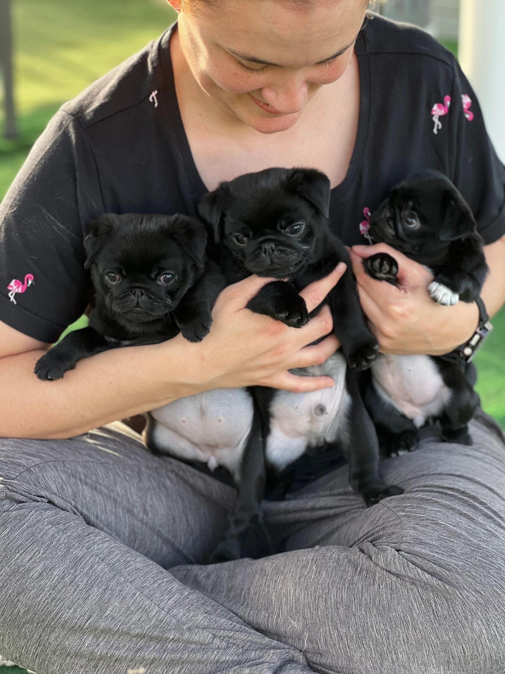 can two fawn pugs make a black pug
