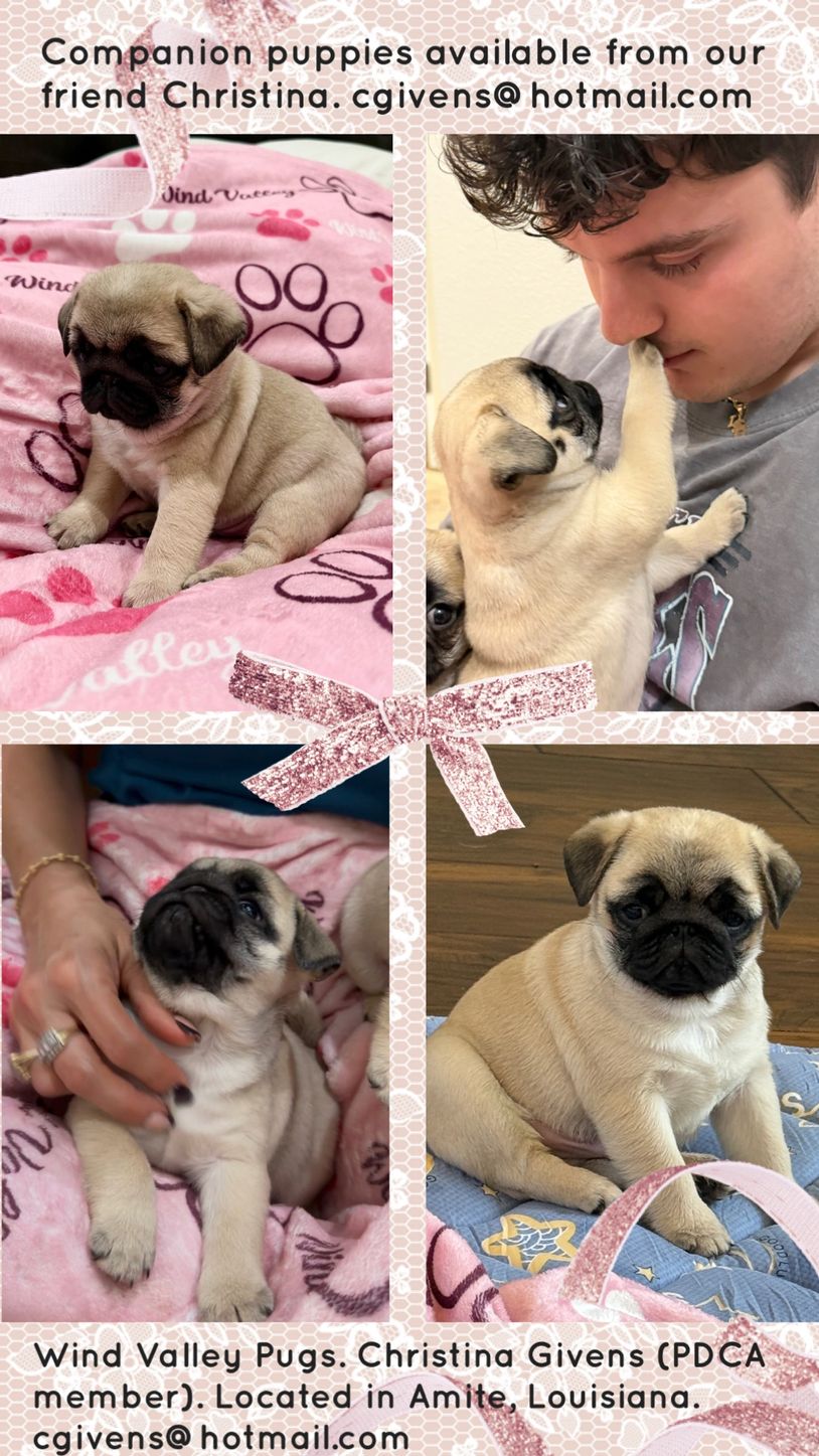 Four pictures of adorable pug puppies promoting companion puppies for sale in Amite, Louisiana.