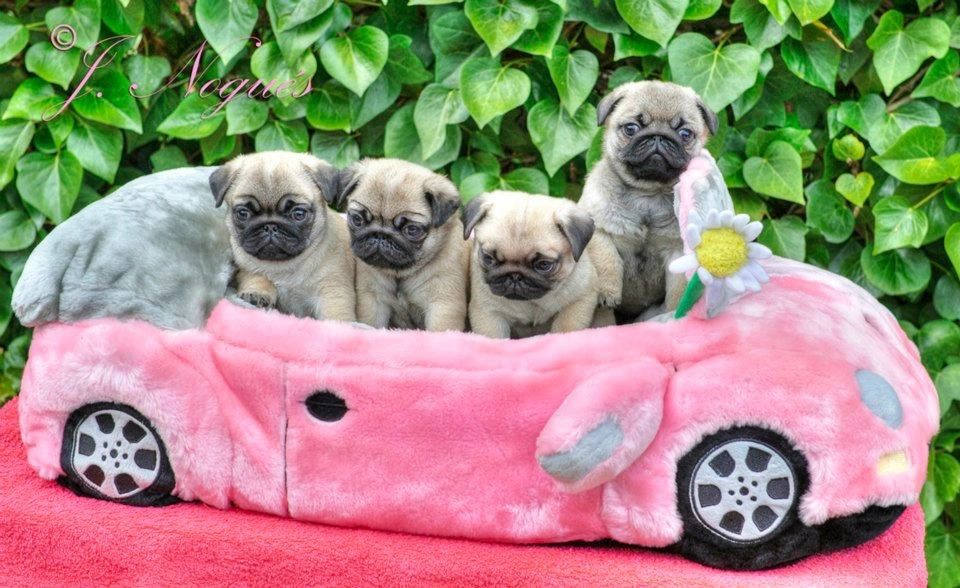 Pink pug shops price