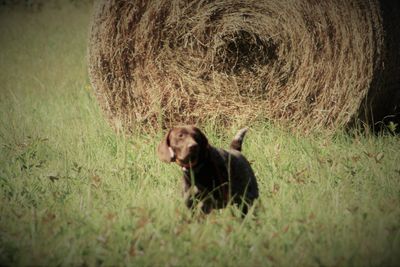German Shorthair Puppies Daaley Kennels