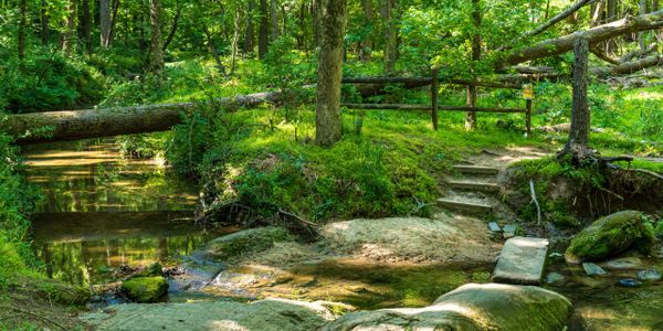 A serene forest scene with a small stream and rustic wooden steps.