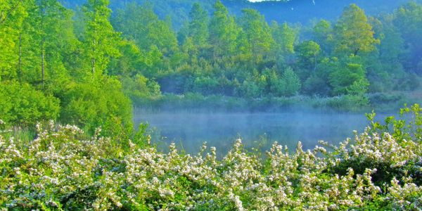 A serene lake surrounded by lush greenery and blooming white flowers.