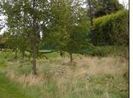 Large tree & hedging to provide privacy for  private dwellings