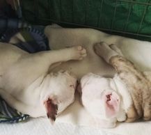 Olde English Bulldogge Puppies for sale