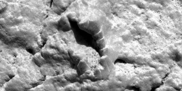 Crinoid fossil on Mars.